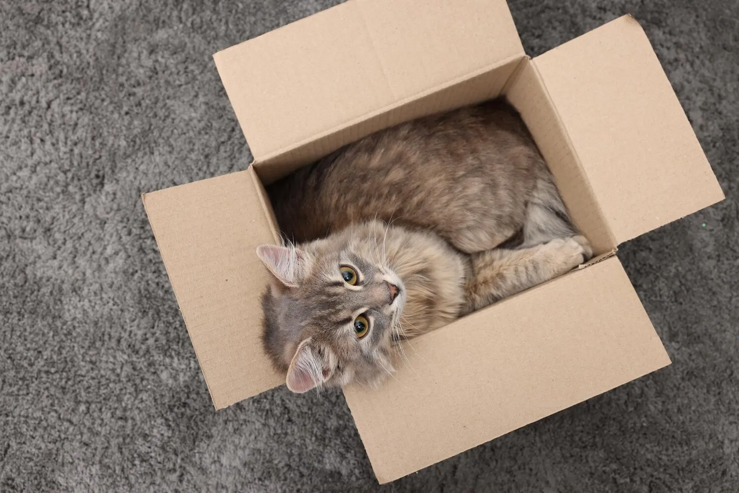 Katze sitzt in einem Umzugskarton